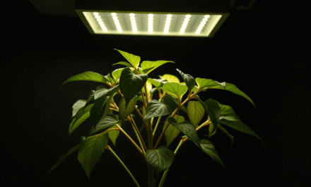 植物光照自救指南：3徵兆判斷、3招補光，提升50%免疫力