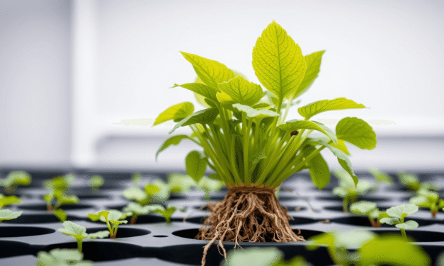 水耕植物急救指南：5秒診斷黃葉爛根，新手也能學會的7-21天養護SOP