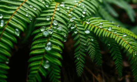 蕨類植物澆水指南：解讀3大訊號、破解5大雷區，擺脫澆水焦慮
